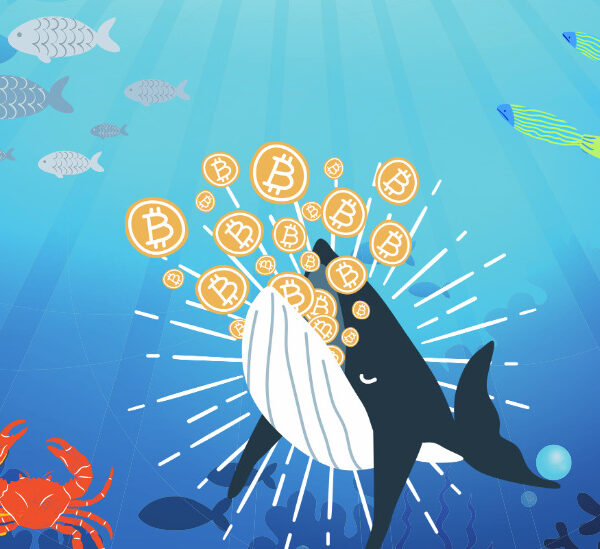 whale bitcoin fi