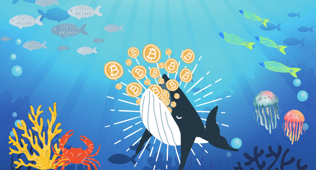 whale bitcoin fi